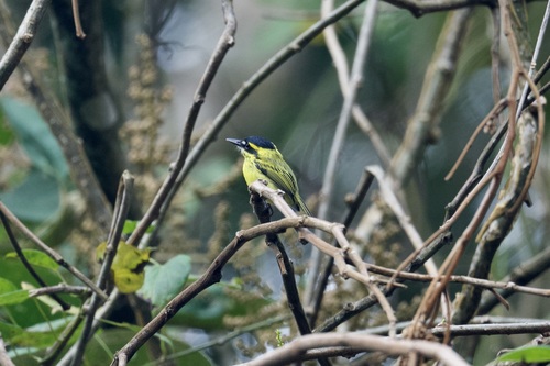 Yellow-browed Tody-Flycatcher (Todirostrum chrysocrotaphum), photo 7