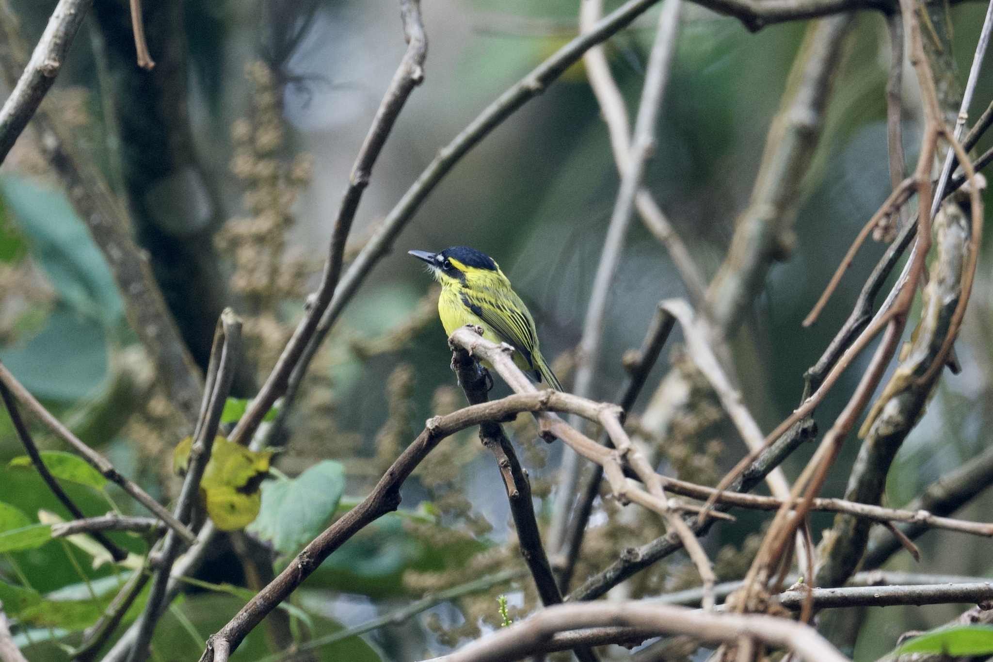 Yellow-browed Tody-Flycatcher (Todirostrum chrysocrotaphum), photo 7