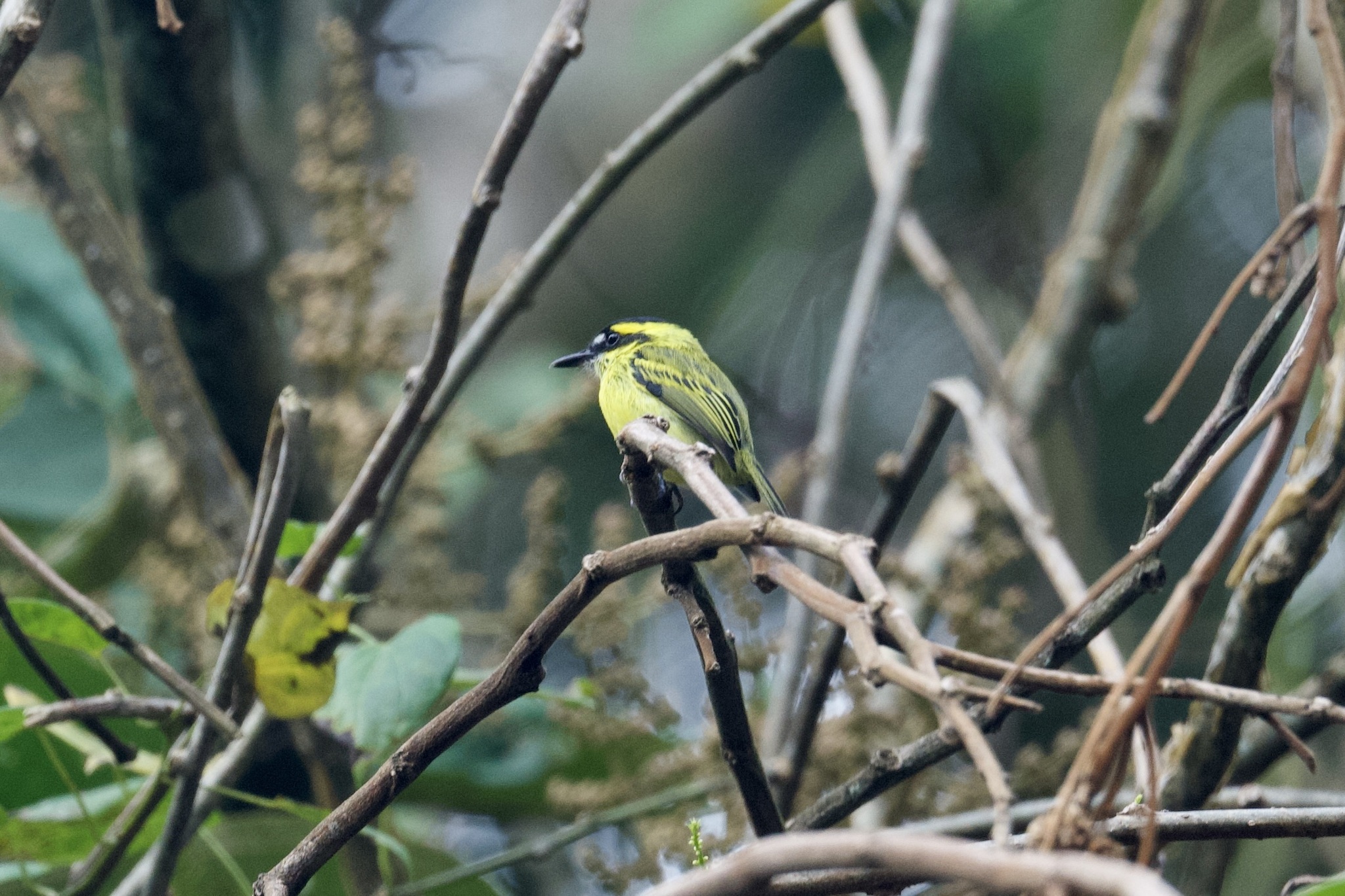 Yellow-browed Tody-Flycatcher (Todirostrum chrysocrotaphum), photo 8