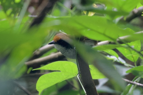 White-browed Antbird (Myrmoborus leucophrys), photo 7
