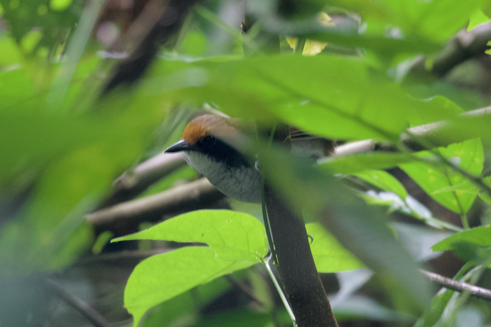 White-browed Antbird (Myrmoborus leucophrys), photo 9