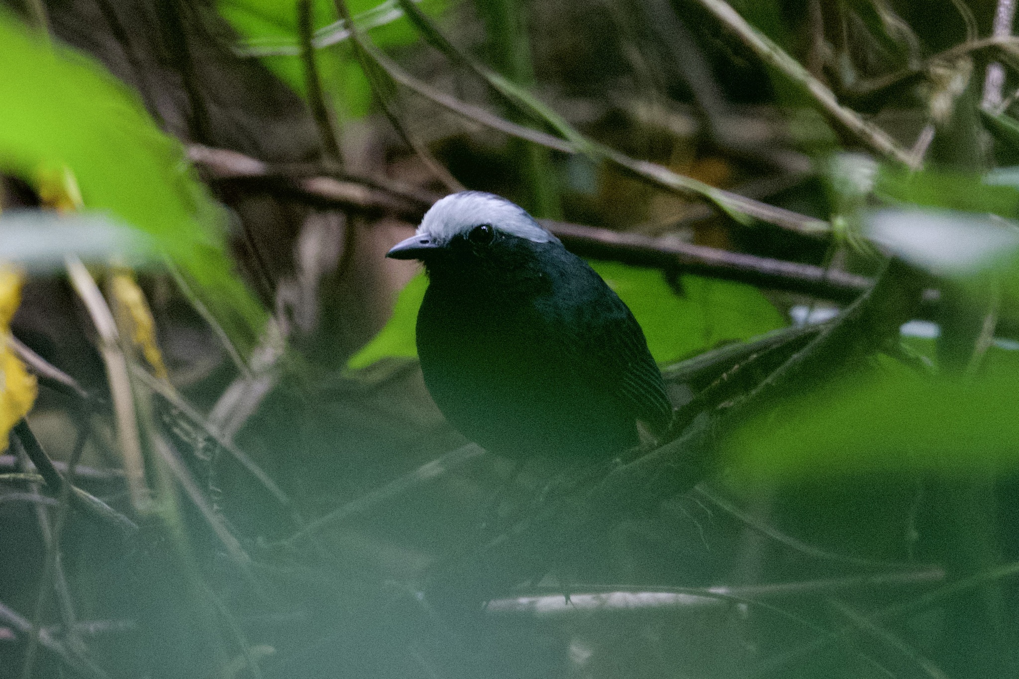 White-browed Antbird (Myrmoborus leucophrys), photo 10