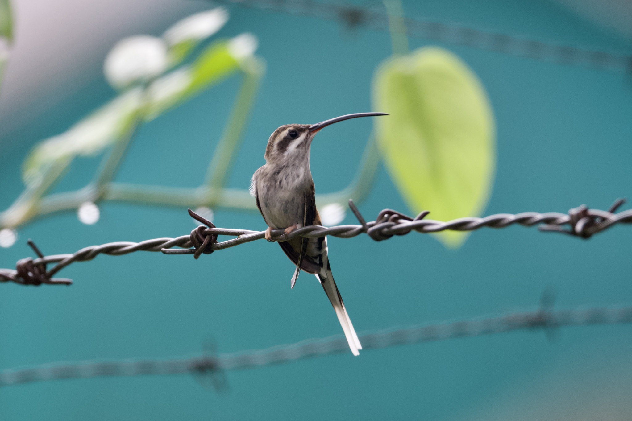 Sooty-capped Hermit (Phaethornis augusti), photo 6
