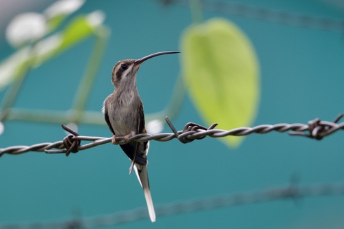 Sooty-capped Hermit (Phaethornis augusti), photo 9