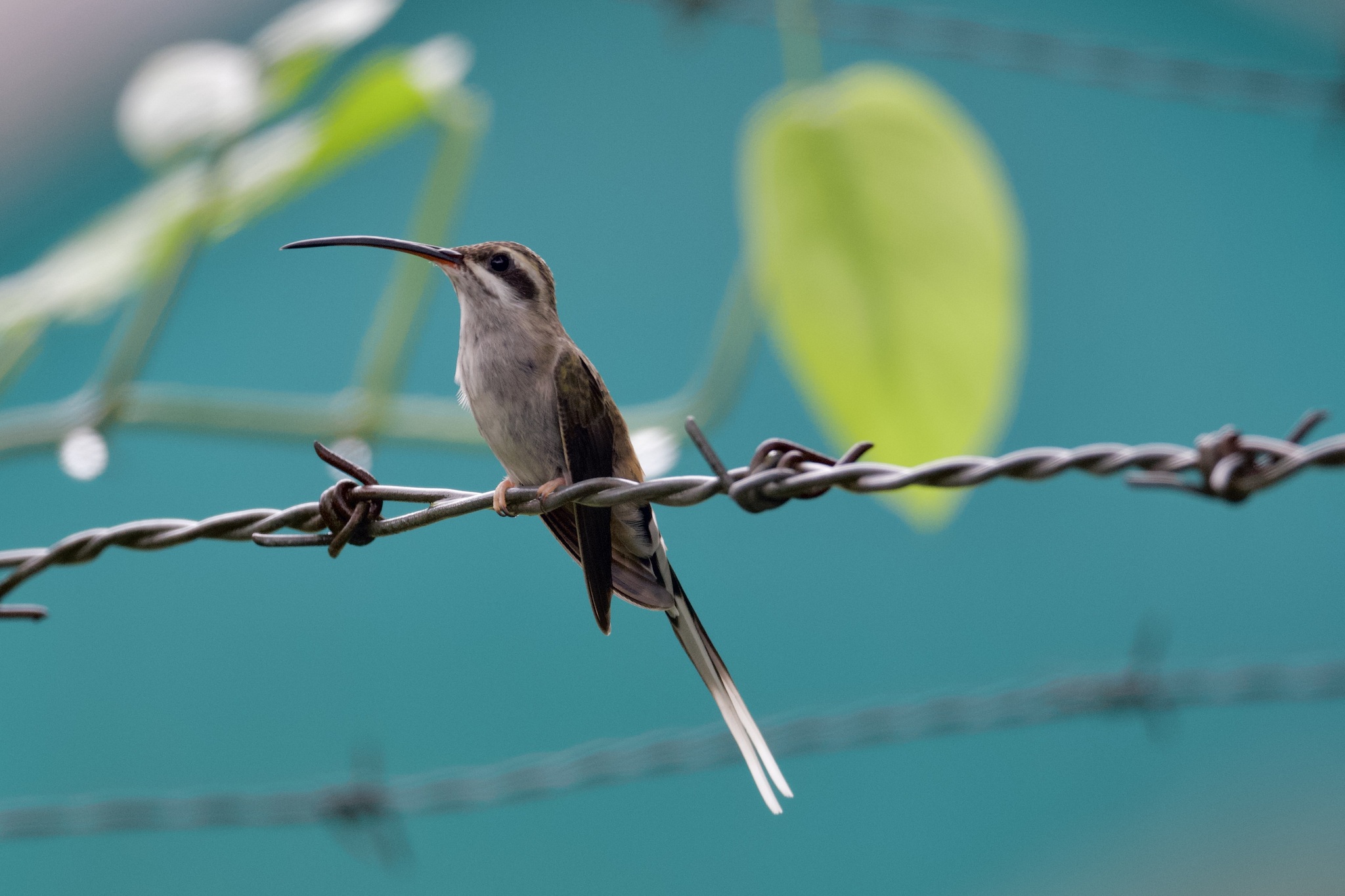 Sooty-capped Hermit (Phaethornis augusti), photo 3