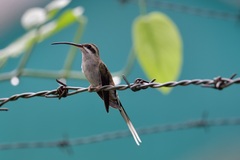 Sooty-Capped Hermit photo 2