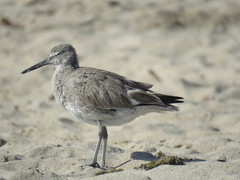Tringa semipalmata