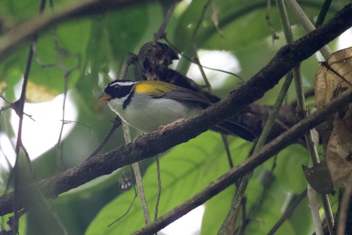 Yellow-mandibled Sparrow (Arremon axillaris), photo 3
