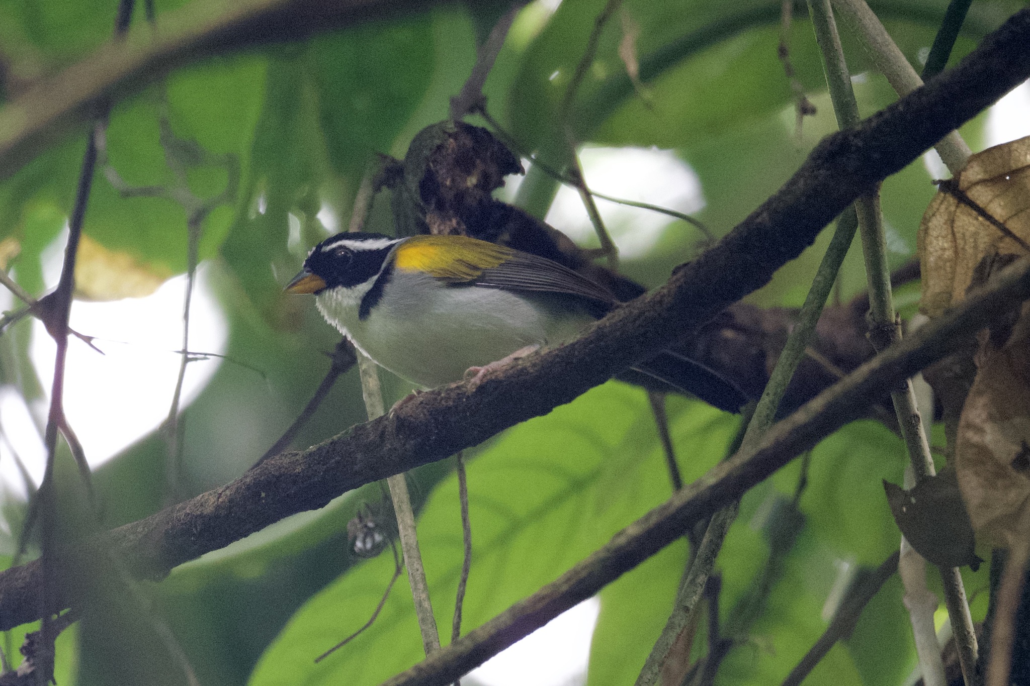 Pectoral Sparrow (Arremon taciturnus), photo 7
