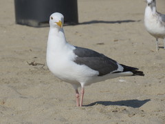 Larus occidentalis