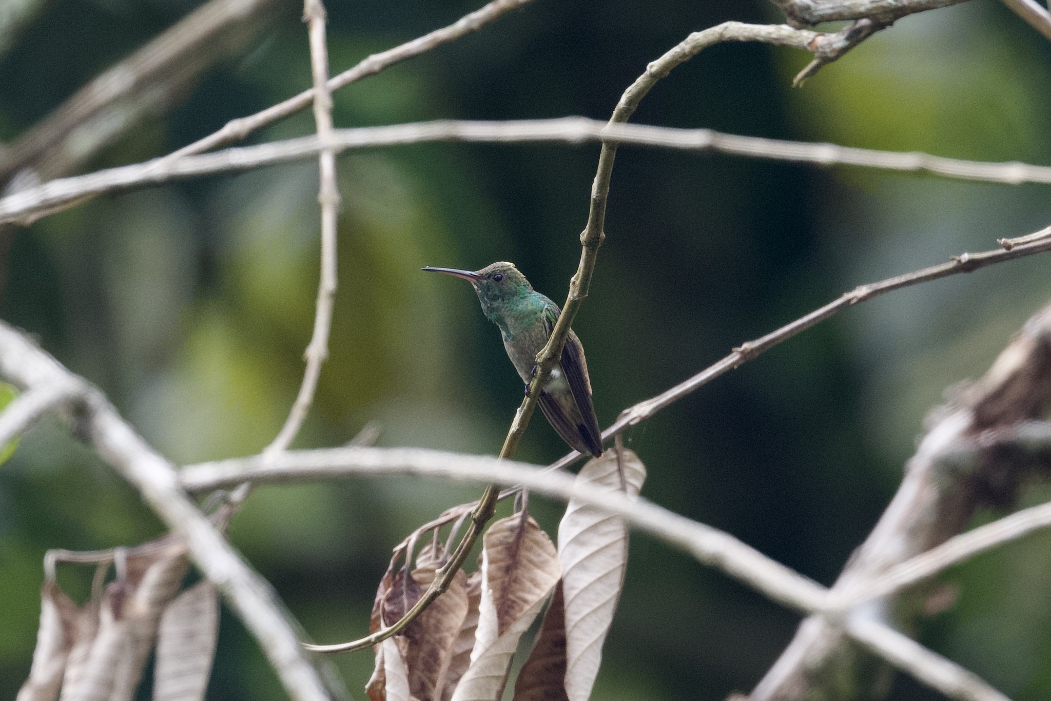 Green-bellied Hummingbird (Saucerottia viridigaster), photo 8