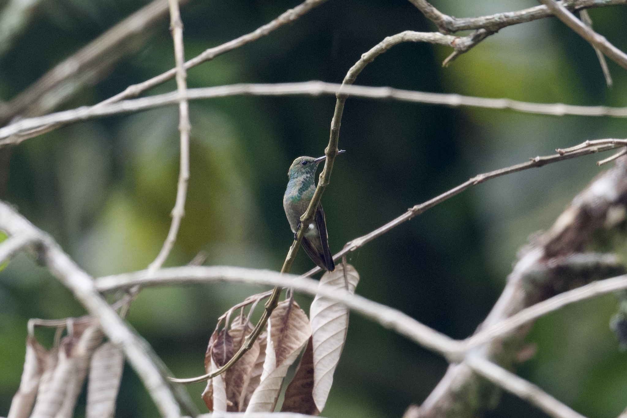 Green-bellied Hummingbird (Saucerottia viridigaster), photo 9