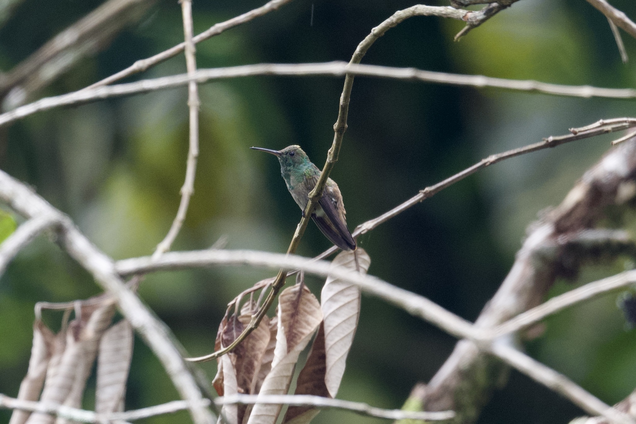 Green-bellied Hummingbird (Saucerottia viridigaster), photo 2