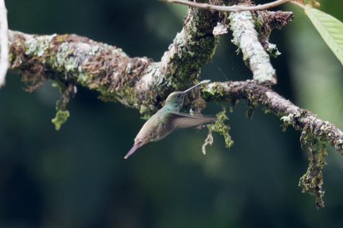 Green-bellied Hummingbird (Saucerottia viridigaster)
