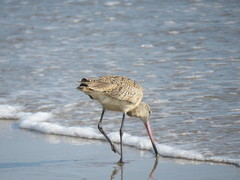 Limosa fedoa