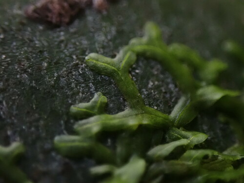 Image of Metzgeria temperata by no rights reserved