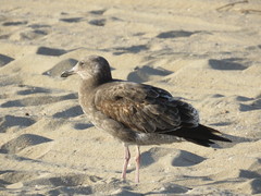 Larus occidentalis