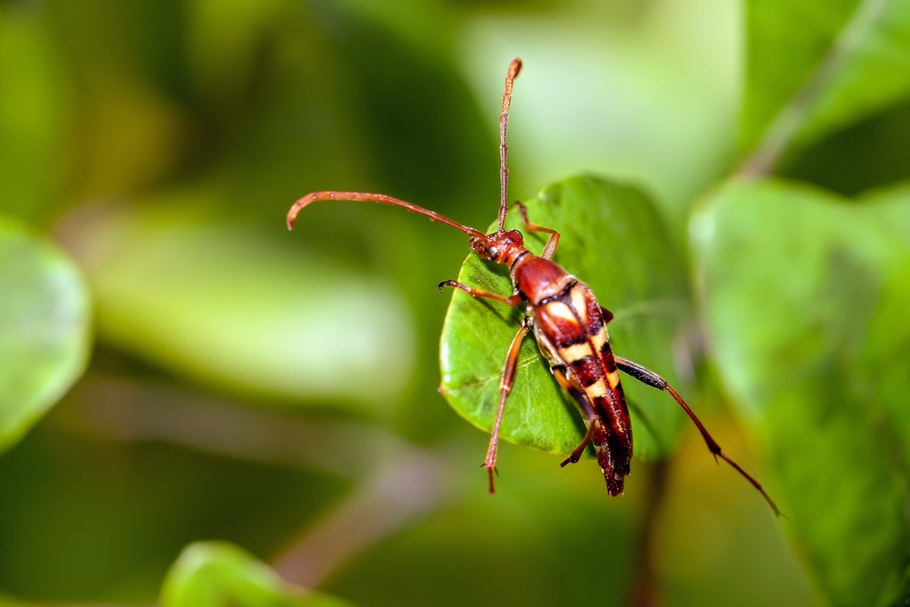 Strangalia strigosa