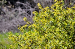 Berberis nevinii