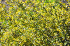 Berberis nevinii