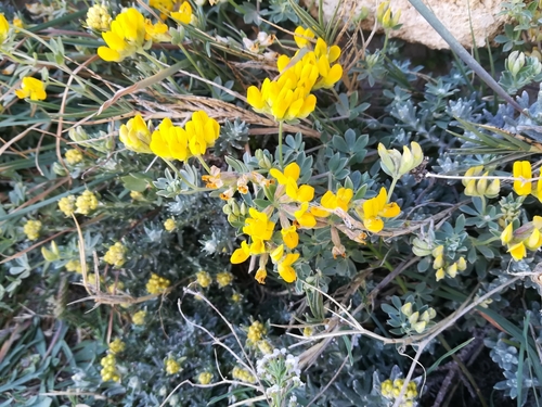 Lotus cytisoides (Lotus cytisoides)