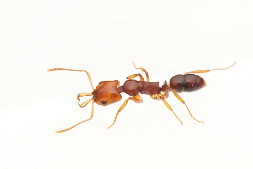 Anochetus rectangularisAnochetus rectangularis