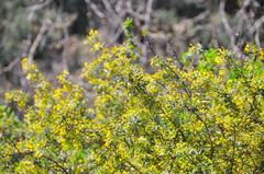 Berberis nevinii