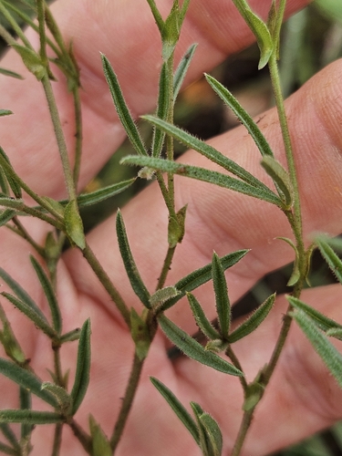 Image of Zornia linearis by (c) Nic Knott-Craig, some rights reserved (CC BY-SA)