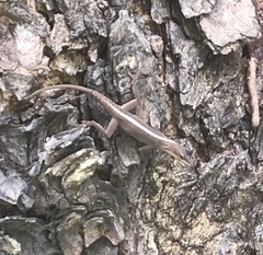 Anolis porcatus