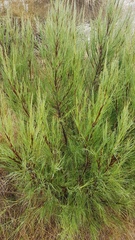 Dracophyllum acerosum