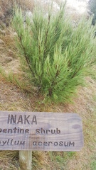 Dracophyllum acerosum