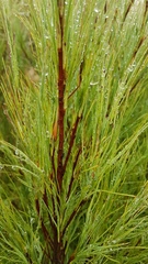 Dracophyllum acerosum