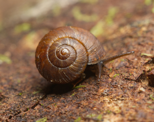 Mulathena fordei observed 2024-01-05