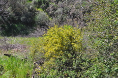 Berberis nevinii