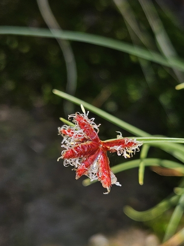 Image of Cyperus rupestris by (c) Nic Knott-Craig, some rights reserved (CC BY-SA)