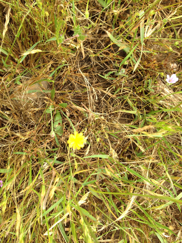 iNaturalist observation photo of Sunflowers, Daisies, Asters, and Allies