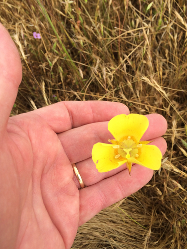 iNaturalist observation photo of Yellow Mariposa Lily