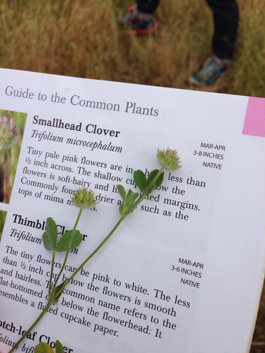 iNaturalist observation photo of small-headed clover