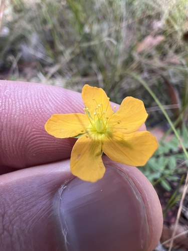 Grassy St. Johnswort (Hypericum gramineum)