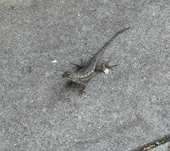 Sceloporus occidentalis