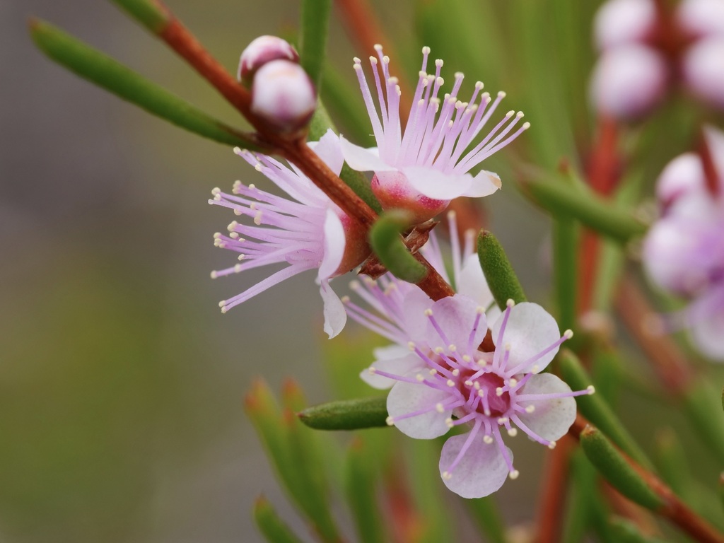 Pink Myrtle