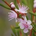Pink Myrtle - Photo (c) Keith Morris, some rights reserved (CC BY-NC), uploaded by Keith Morris