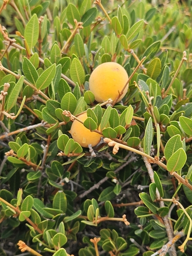 Ancylobothrys capensis (Ancylobothrys capensis)