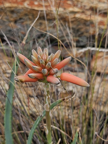 Image of Aloe verecunda by (c) Nic Knott-Craig, some rights reserved (CC BY-SA)