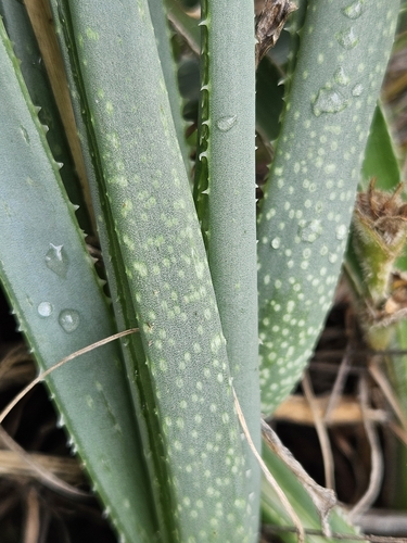 Image of Aloe verecunda by (c) Nic Knott-Craig, some rights reserved (CC BY-SA)