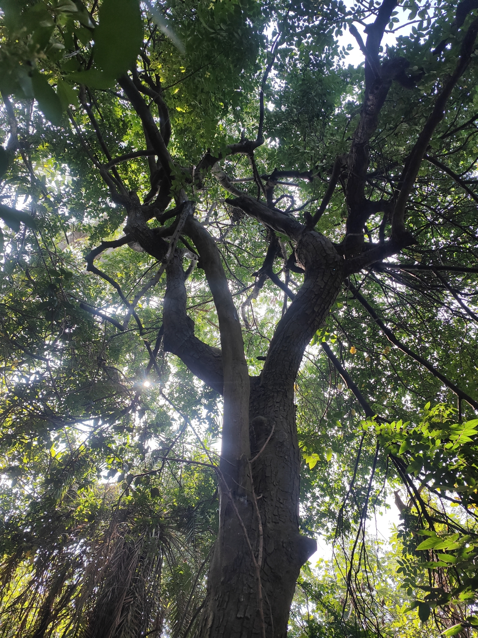 Imagem de Carambola