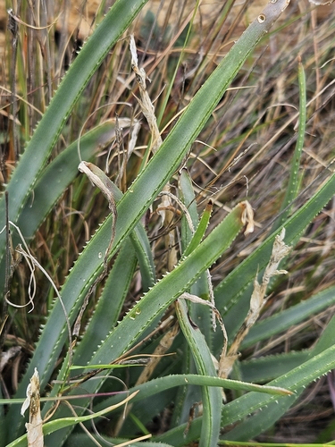 Image of Aloe verecunda by (c) Nic Knott-Craig, some rights reserved (CC BY-SA)