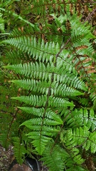 Hypolepis rufobarbata