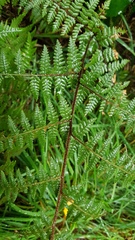 Hypolepis rufobarbata