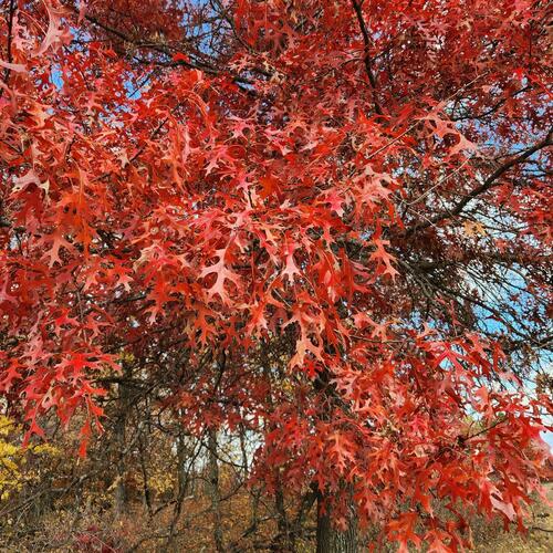 scarlet oak